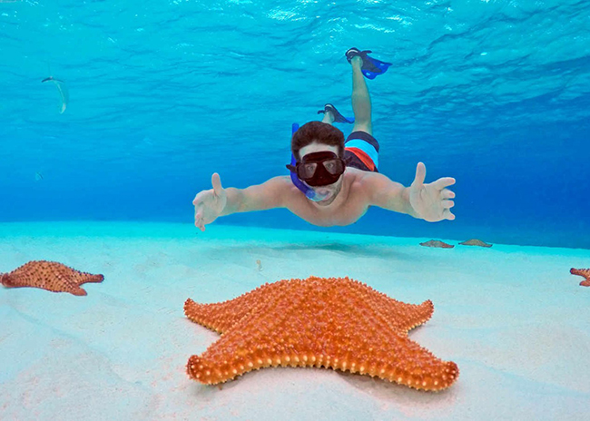 Angel snorkeling to the bottom of the sea and seeing some beautiful starfish on his way.